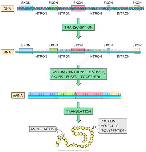 Transcription | Cambridge (CIE) AS Biology Revision Notes 2023