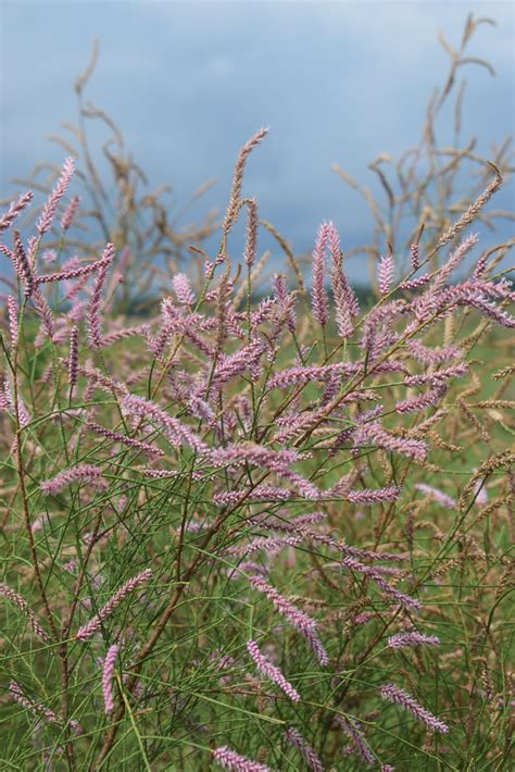Tamarix dioica Roxb. ex Roth | Plants of the World Online | Kew Science