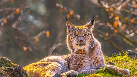 Bing HD Wallpaper Oct 16, 2025: A Eurasian lynx in Siberia - Bing ...