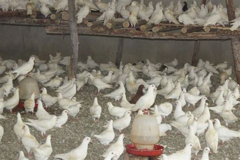 养100对肉鸽子一年利润有多大？肉鸽养殖成本与利润 - 胖萌舍宠物网