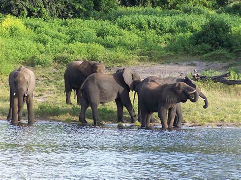 Dooars - Lavish Nature of her Green Country | Eminent Tour Destinations ...