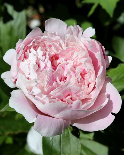 Peony 'Sarah Bernhardt' bare roots — Buy pink peonies online at Farmer ...
