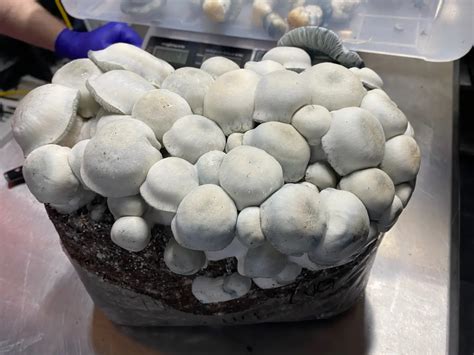 Tidal Wave APE Hallucinogenic Mushroom Grow Bags. Production and ...