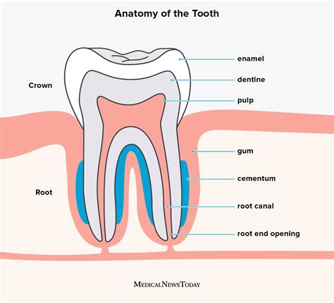 Teeth Anatomy