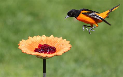 Baltimore Oriole Feeders