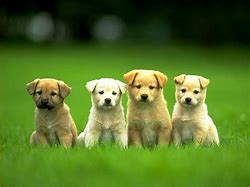 Image result for Cutest Puppies On Earth