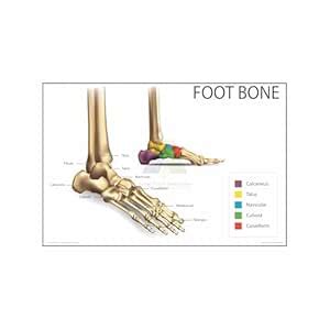 Anne Print Solutions® Foot Bone chart Poster diagram For Hospital Chart ...