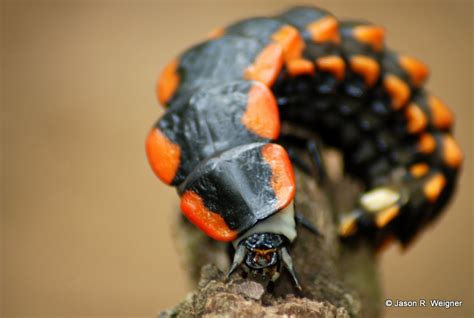 Firefly Larva from Bolivia - What