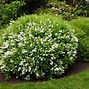 Image result for Dwarf Shrubs for Front of Home