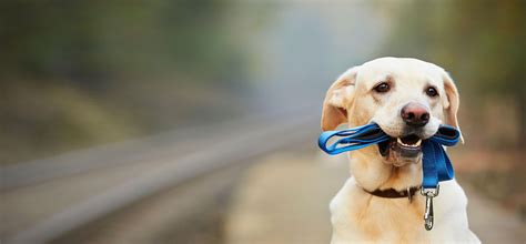 Types Of Dog Leashes For Training at Kathryn Saunders blog