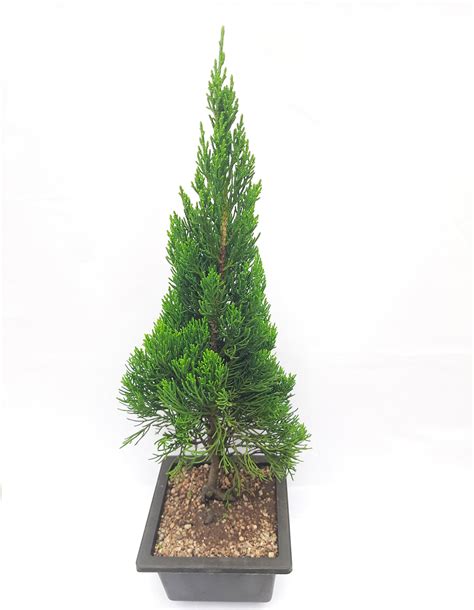 Torulosa Juniper London Pine Live Bonsai Suitable Plant With Pot ...