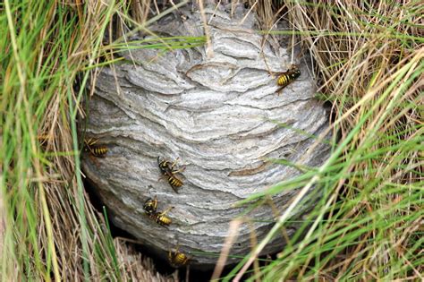 Wasps visit pollinator gardens