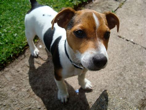 Jack Russell Wallpapers | Animals Library