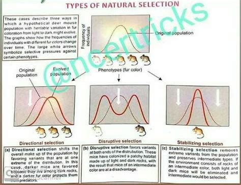 Types of natural selection? - EduRev NEET Question