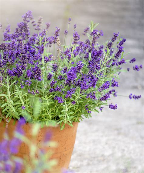11 luxury plants that will instantly elevate your garden | Homes and Gardens