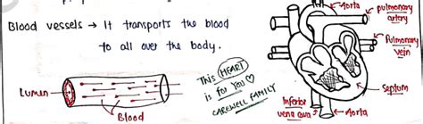 Pathophysiology Unit 2 Notes - 2nd Semester B Pharmacy | Carewell Pharma
