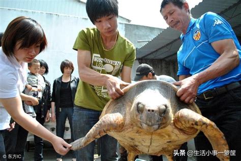 108斤大海龟误入渔网，被渔民救起放生，它的一个举动催人泪下 - 每日头条