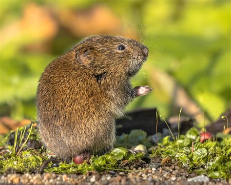 How To Get Rid Of Voles In My Lawn: Effective Control & Prevention