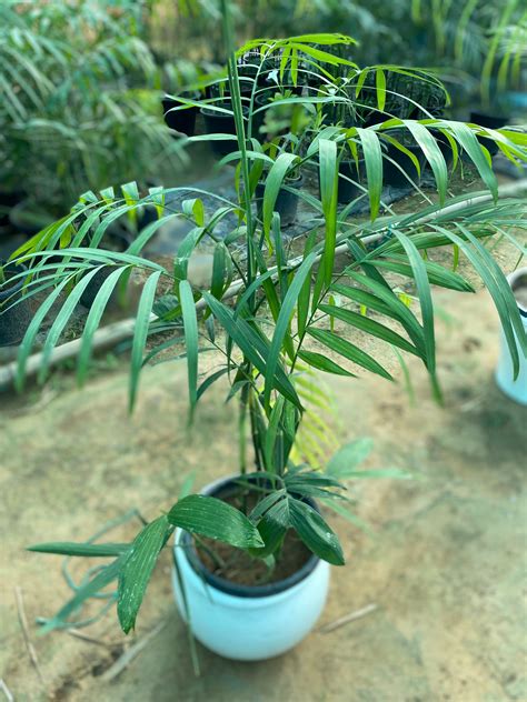 Bamboo Palm Plant - XL – Nature Alive