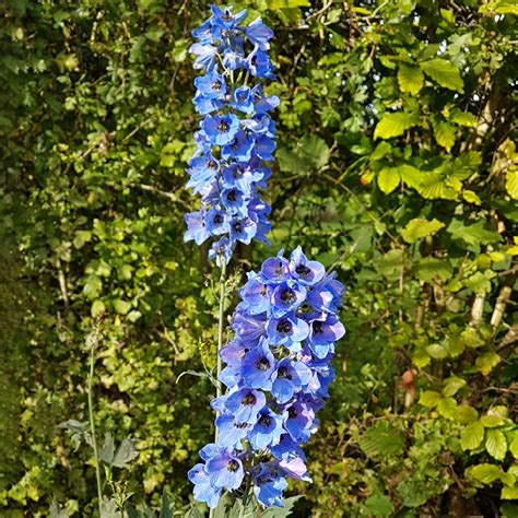 Larkspur Flower Meaning In English | Best Flower Site