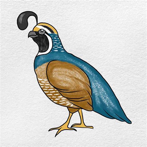 Drawing Of Quail