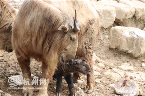 牛年春节喜诞国宝牛宝宝！杭州野生动物世界迎来牛年第一只金毛羚牛_杭州网