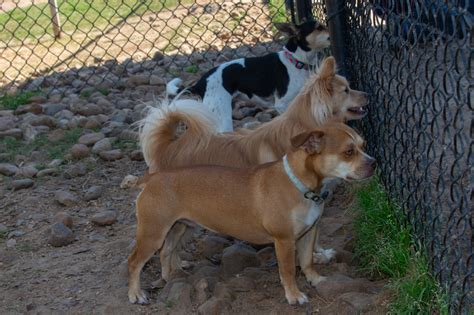 ABOUT US – Happy Faces Pet Ranch