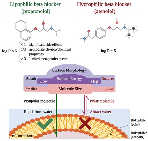 Beta Blockers Make You Pee at Lydia Eddy blog