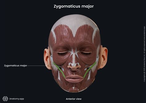 Zygomaticus major | Anatomy.app