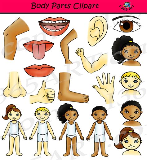 Body Parts Clip Art