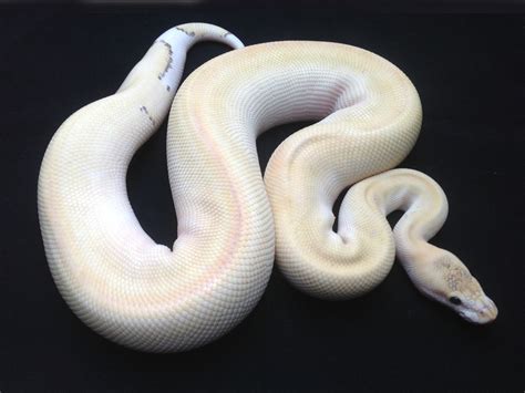 Image result for Butter Ball Python Morph