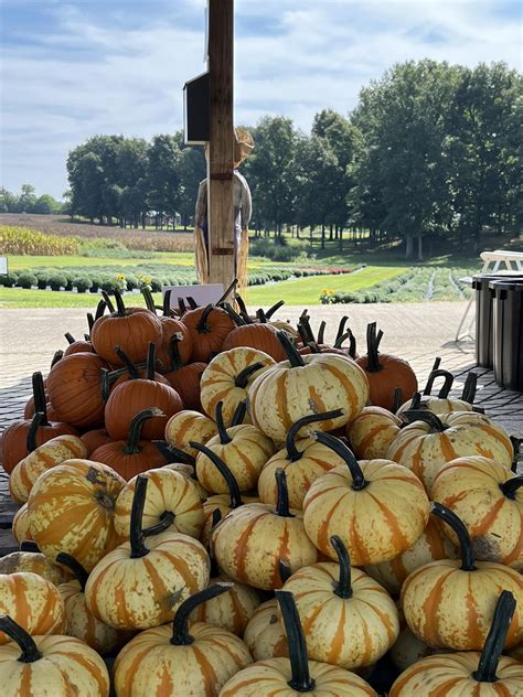 Darnell Pumpkins, Mums & Kid-Sized Corn Maze – Mayfield-Graves County ...