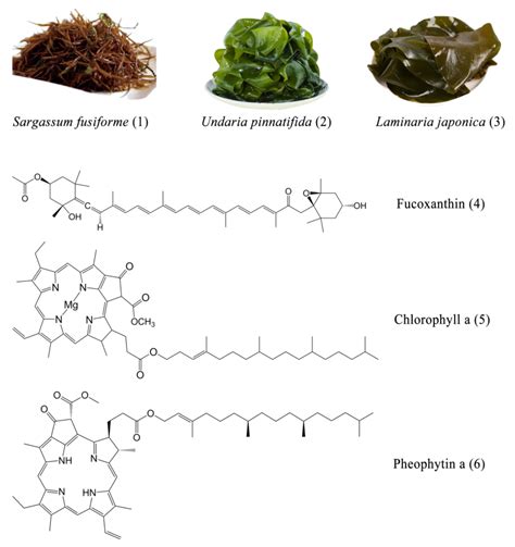 Laminaria Japonica