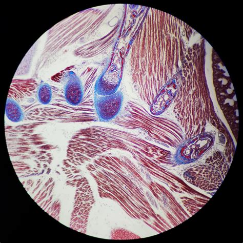 Microscope World