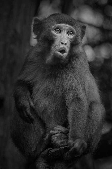 猴子|摄影|动物|ylm2438 - 原创作品 - 站酷 (ZCOOL)
