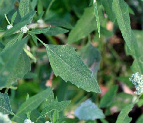 Weeds: Characterstics and their Effects on Crop Production