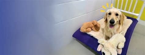 Dog Boarding & Dog Daycare in Olive Branch, MS | PetSuites Olive Branch