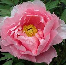 nomi fiori giapponesi peony hana kisoi duchess of marlborough floral nomi fiori giapponesi peony hana kisoi duchess of marlborough floral