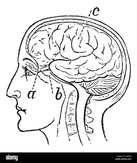 Cranial nerve drawing hi-res stock photography and images - Alamy