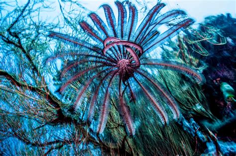 The most biodiverse countries in the world | Condé Nast Traveller India