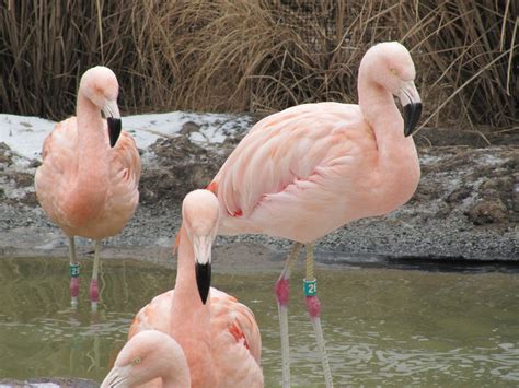 Tracy Aviary in Winter