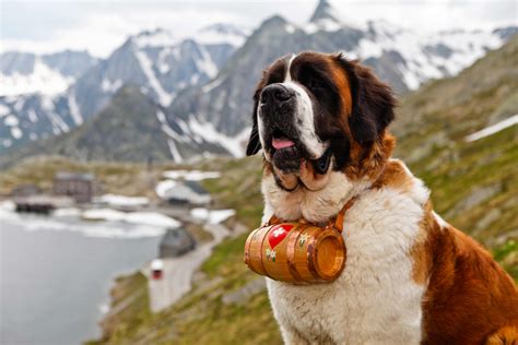 Saint Bernard Dog Breed » Information, Pictures, & More