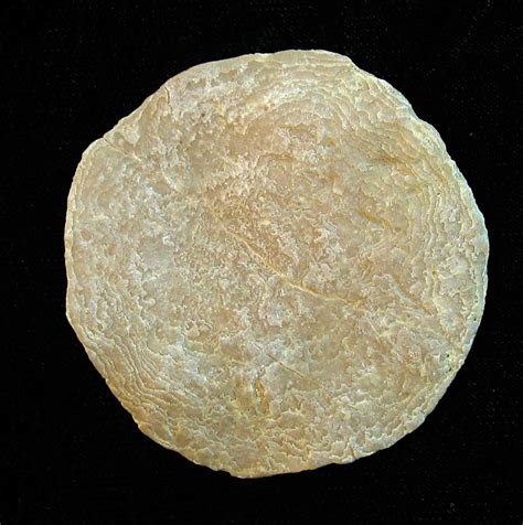 Fossil Spanish Translator at Nora Weeks blog