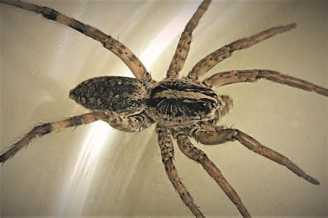 California Garden Spiders | Fasci Garden