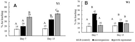 Bioleaching of Gold from Silicate Ore by Macrococcus caseolyticus and ...