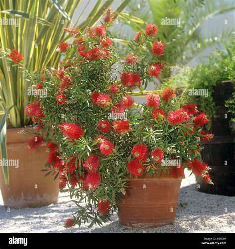 Callistemon citrinus pot hi-res stock photography and images - Alamy