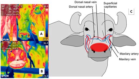 Animals | Special Issue : Thermal stress—Thermoregulatory and Adaptive ...