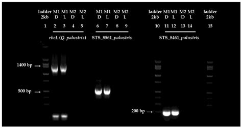 In Situ Dark Adaptation Enhances the Efficiency of DNA Extraction from ...