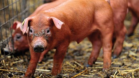 Duroc Pig