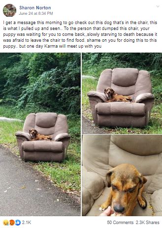 How A Heartbroken Pup Lay Starving In An Armchair By Roadside Waiting ...
